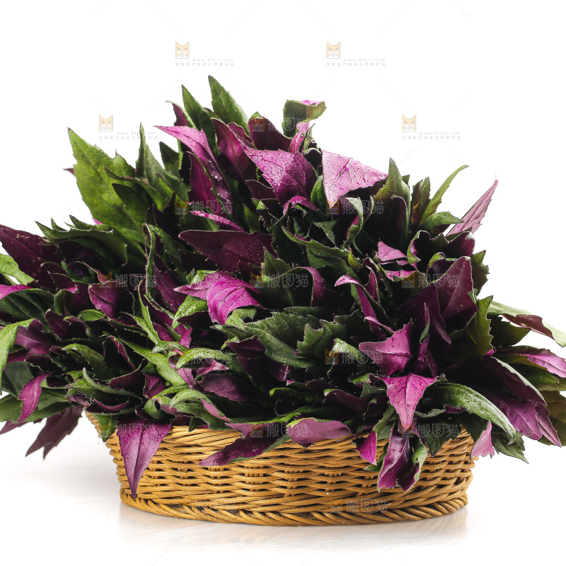 白底上的紫背天葵