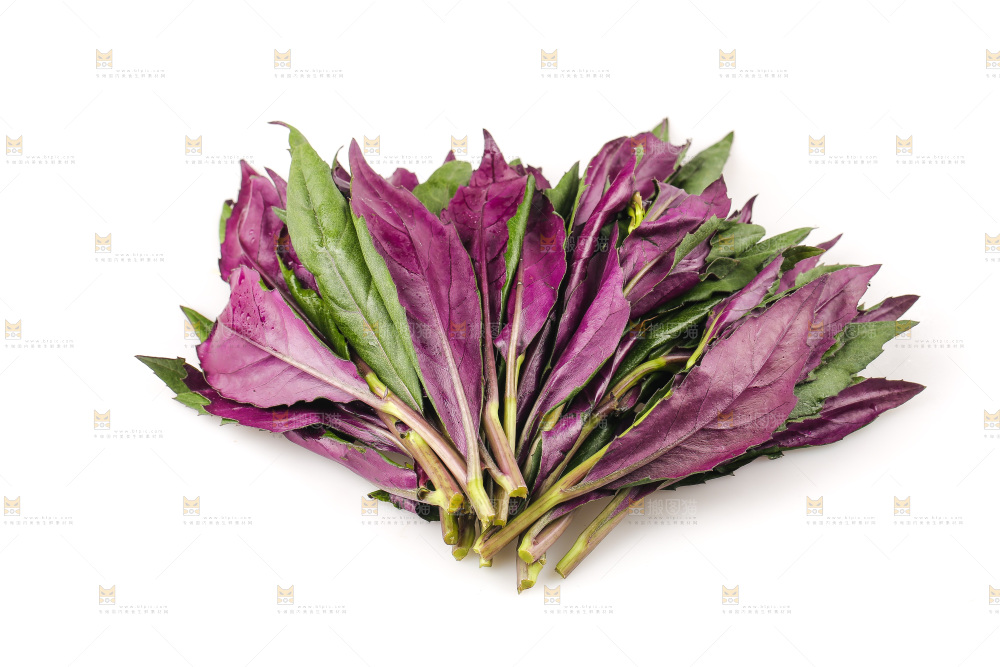 白底上的紫背天葵