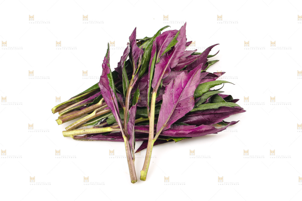 白底上的紫背天葵