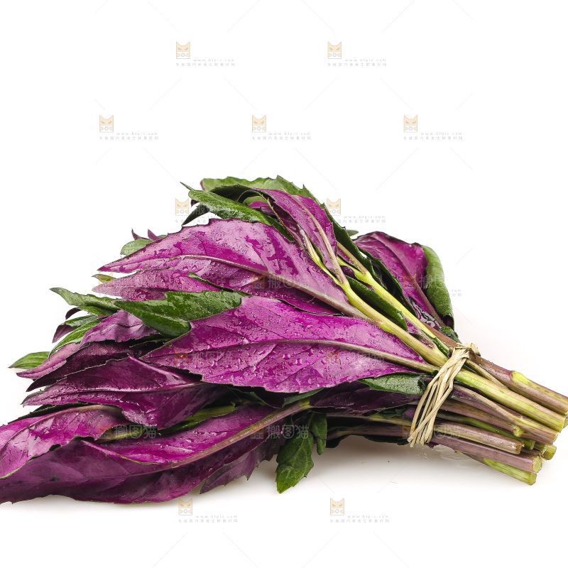 白底上的紫背天葵