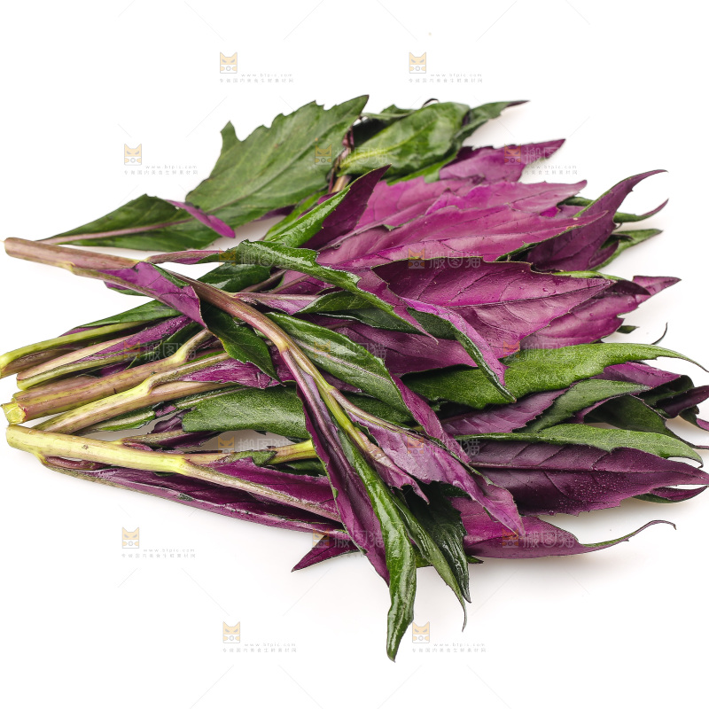 白底上的紫背天葵