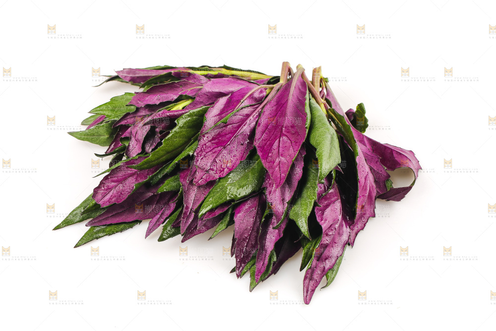 白底上的紫背天葵