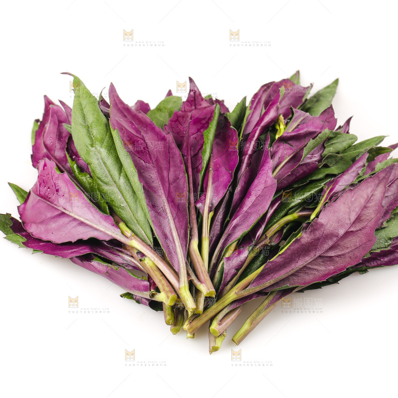 白底上的紫背天葵