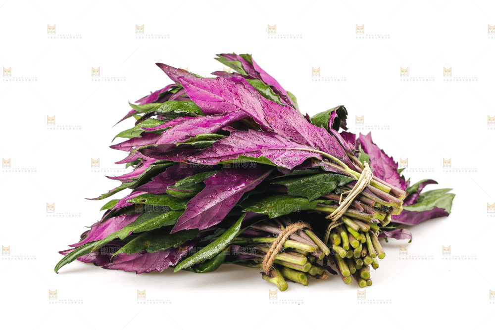 白底上的紫背天葵