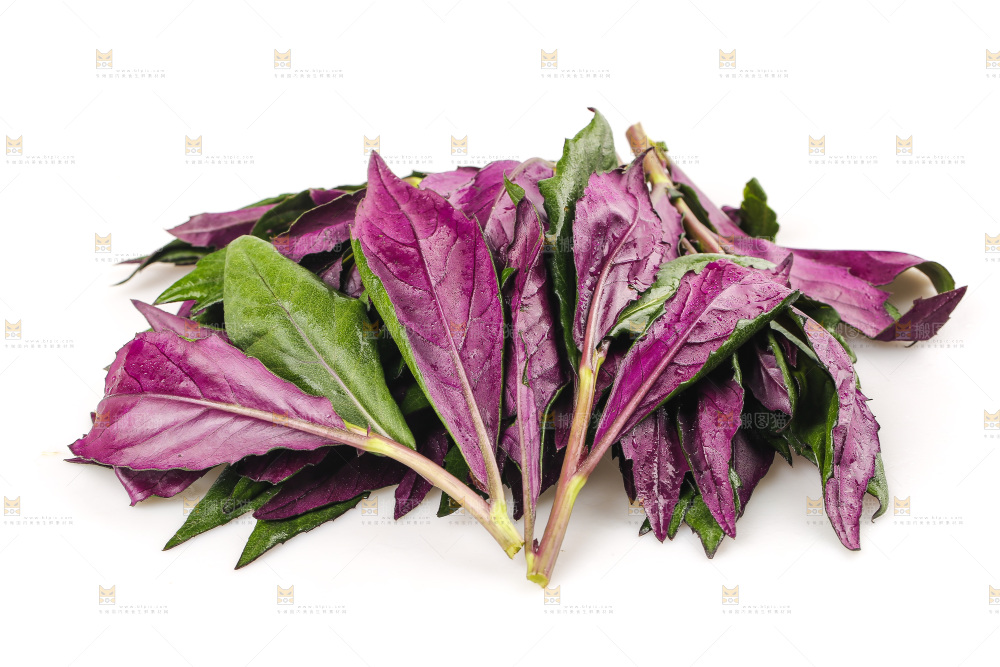 白底上的紫背天葵