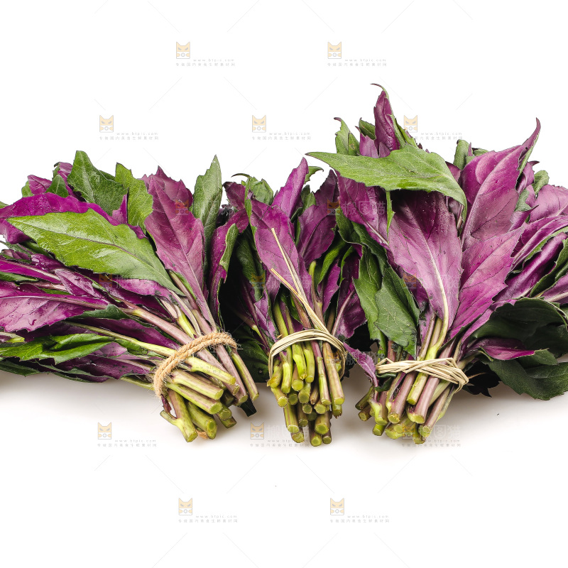 白底上的紫背天葵