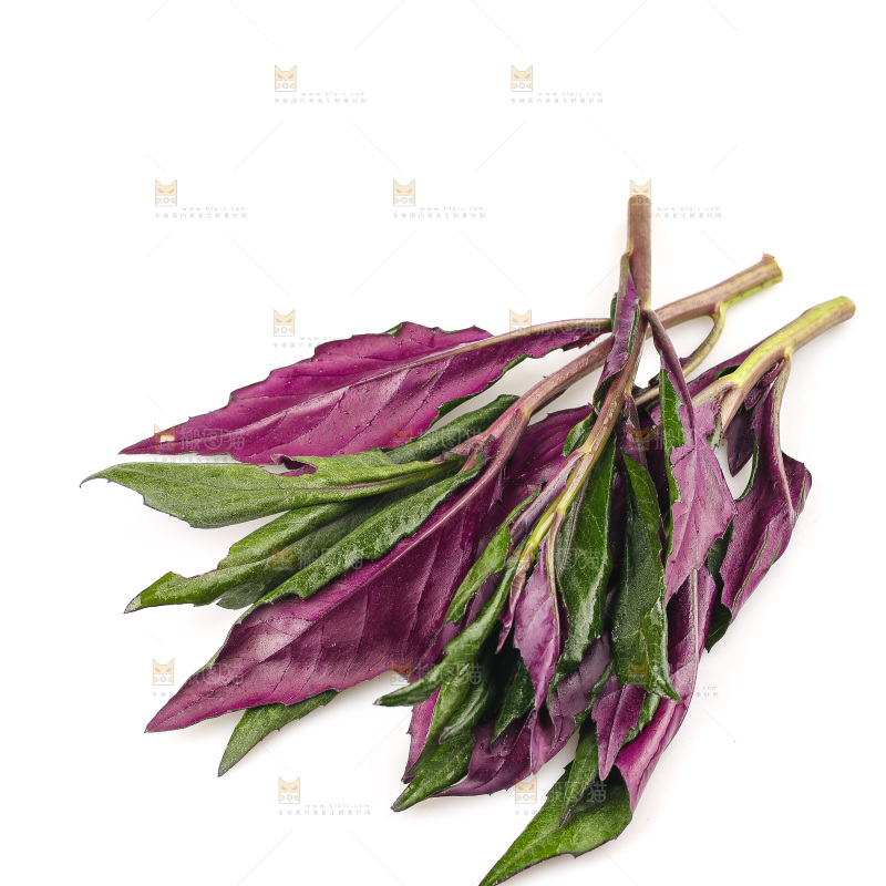 白底上的紫背天葵