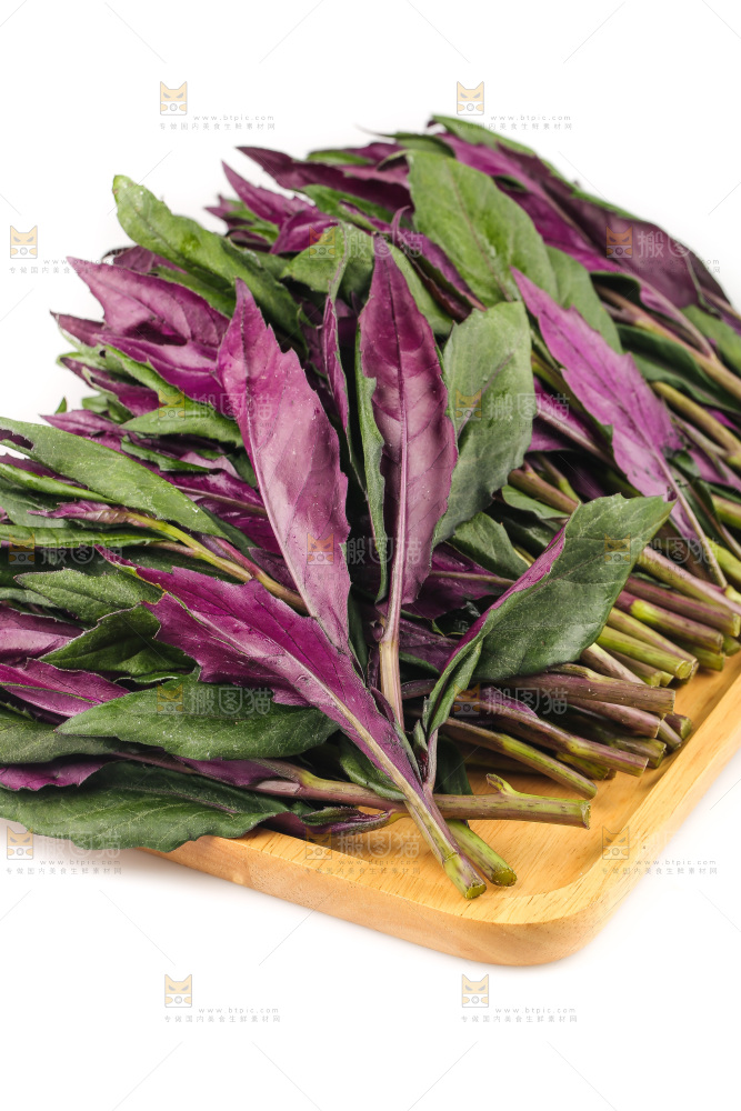 白底上的紫背天葵