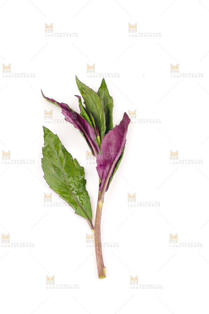 白底上的紫背天葵