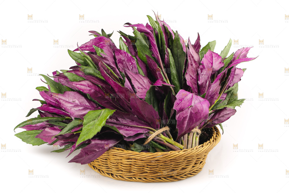 白底上的紫背天葵