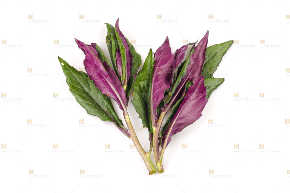 白底上的紫背天葵