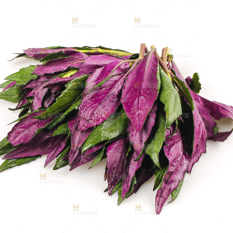 白底上的紫背天葵