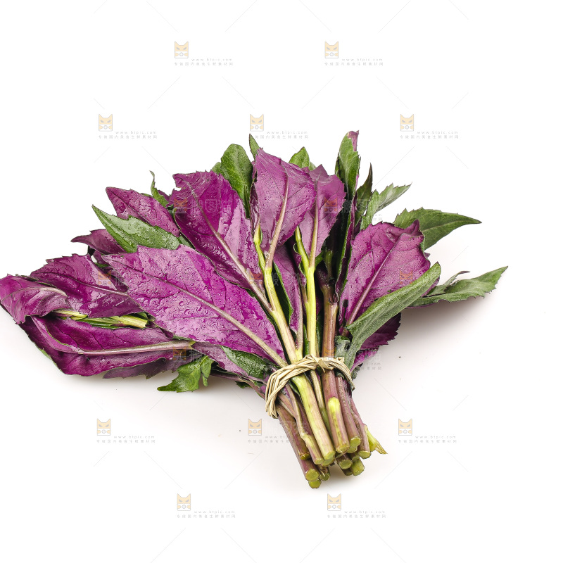 白底上的紫背天葵