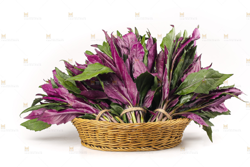 白底上的紫背天葵