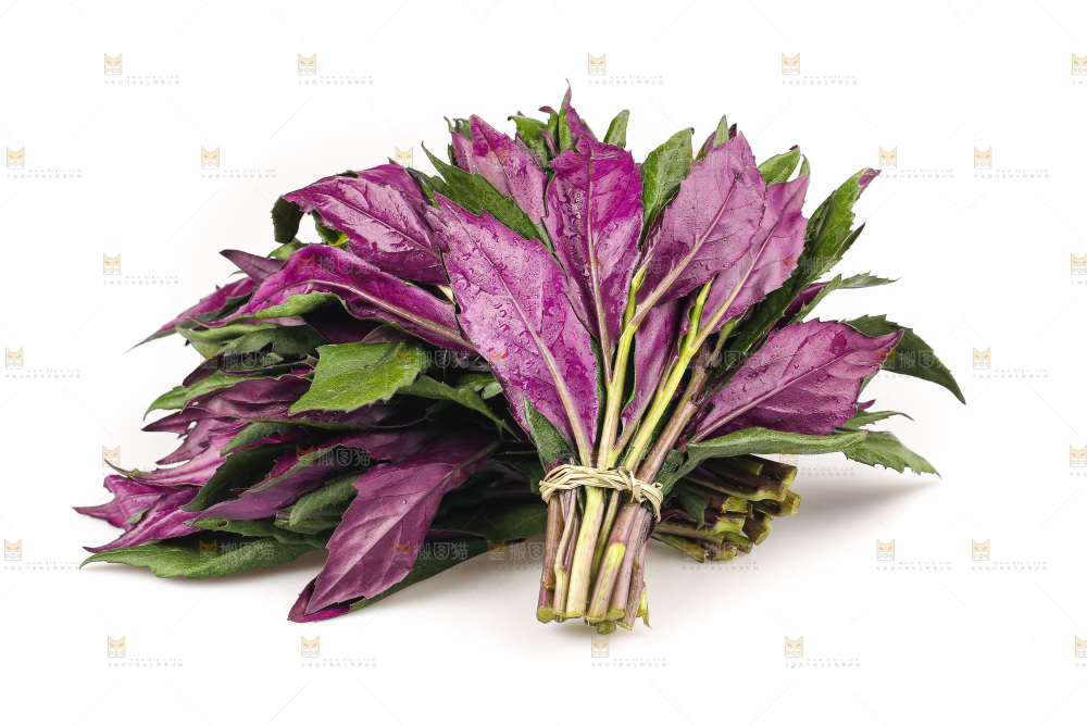 白底上的紫背天葵