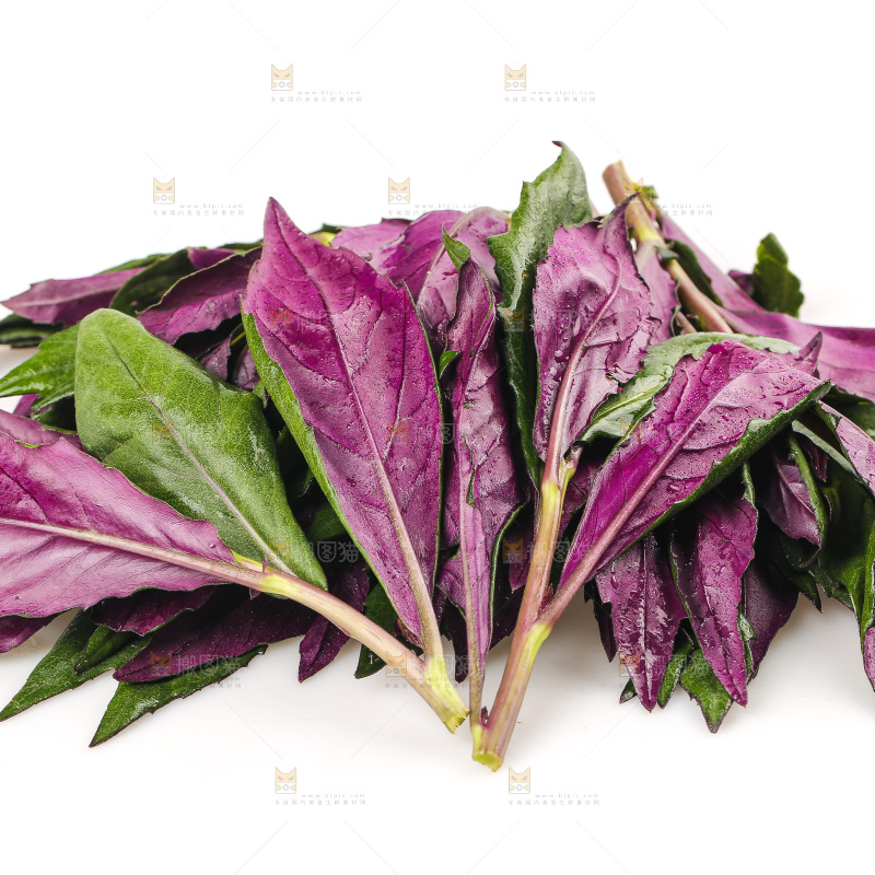 白底上的紫背天葵