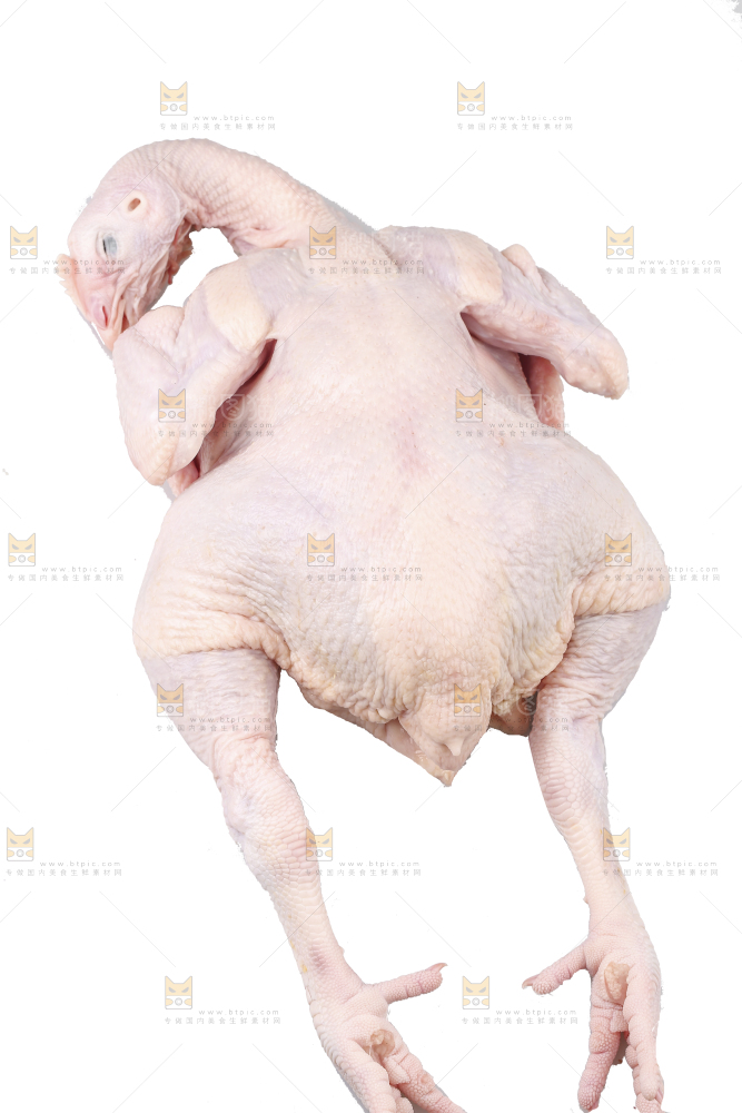 白底上的生鲜鸡肉