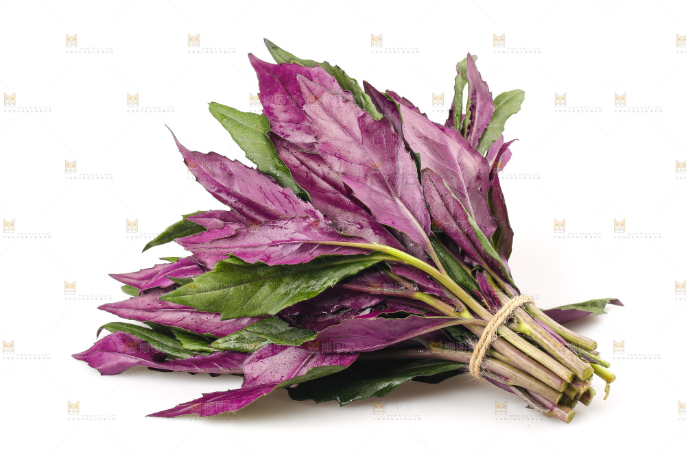 白底上的紫背天葵