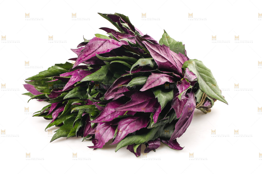 白底上的紫背天葵