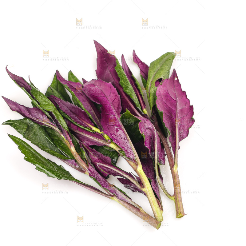 白底上的紫背天葵