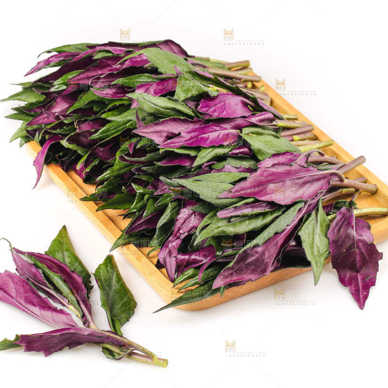 白底上的紫背天葵