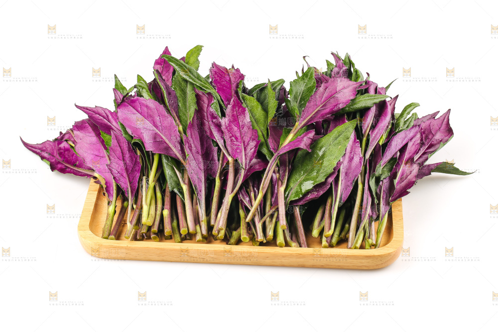 白底上的紫背天葵