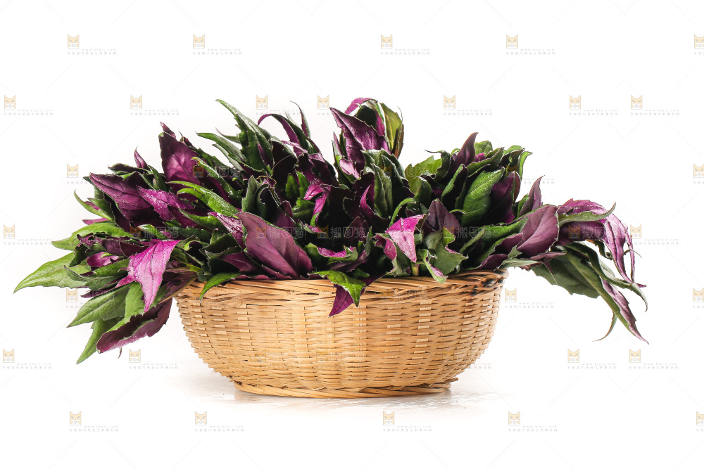 白底上的紫背天葵