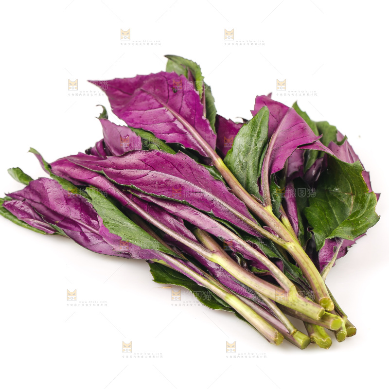 白底上的紫背天葵