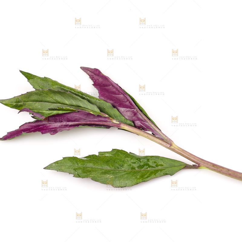 白底上的紫背天葵