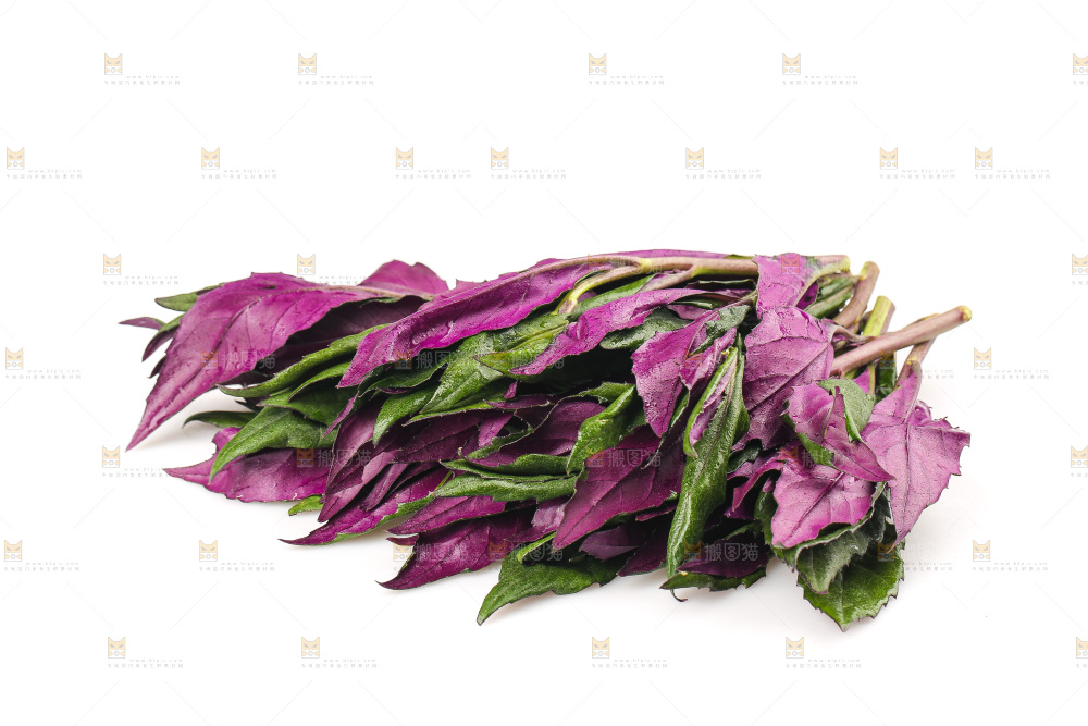 白底上的紫背天葵