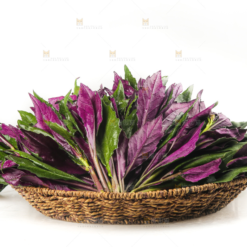 白底上的紫背天葵