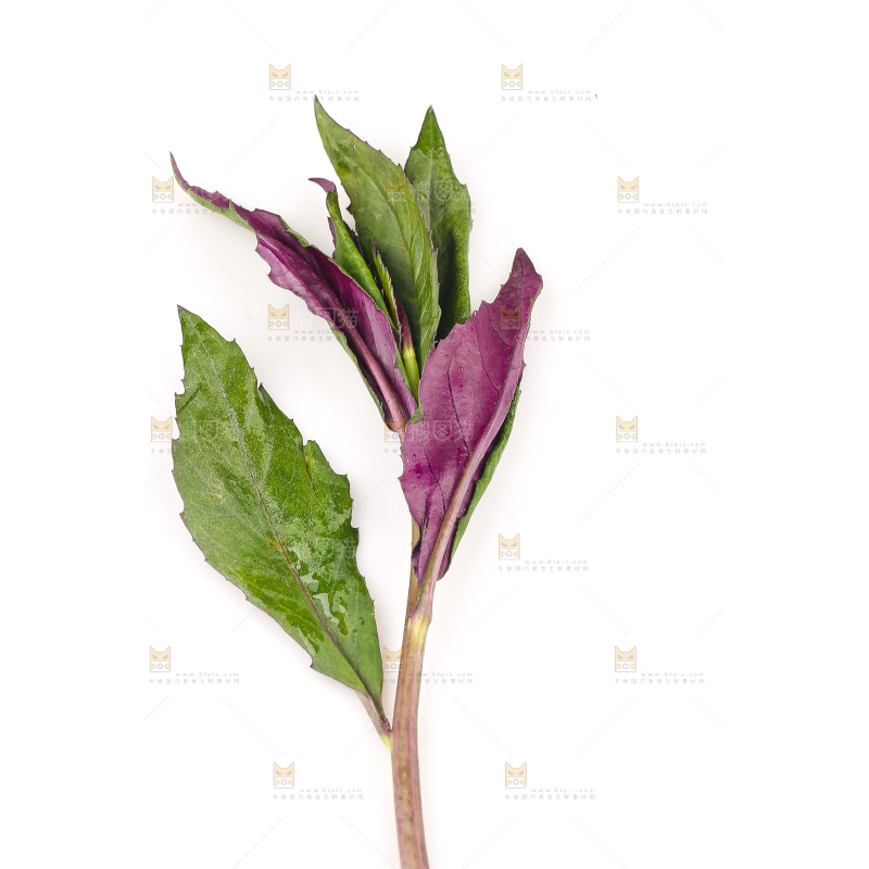 白底上的紫背天葵