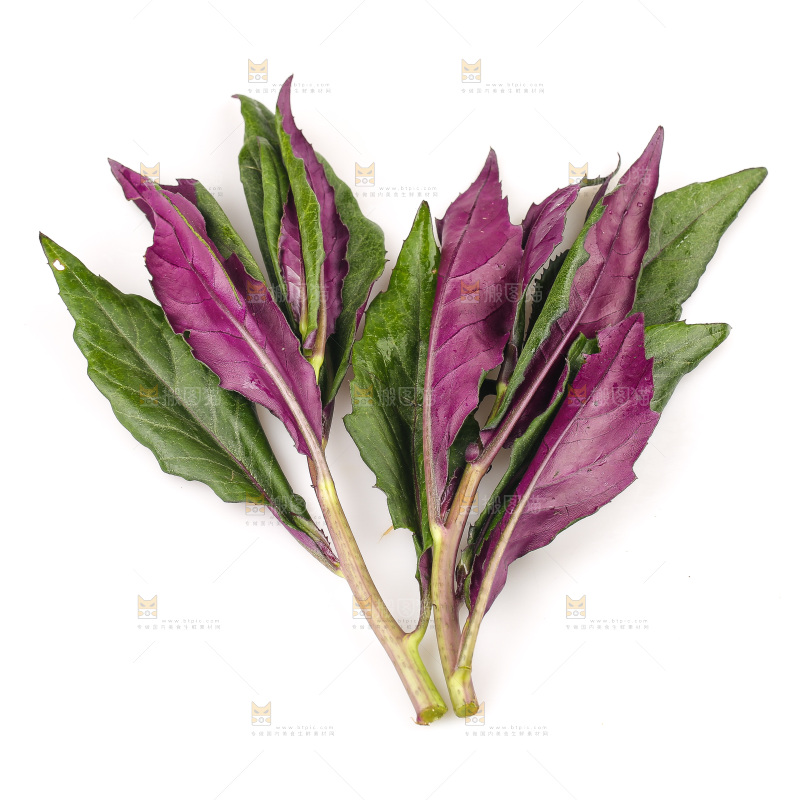 白底上的紫背天葵