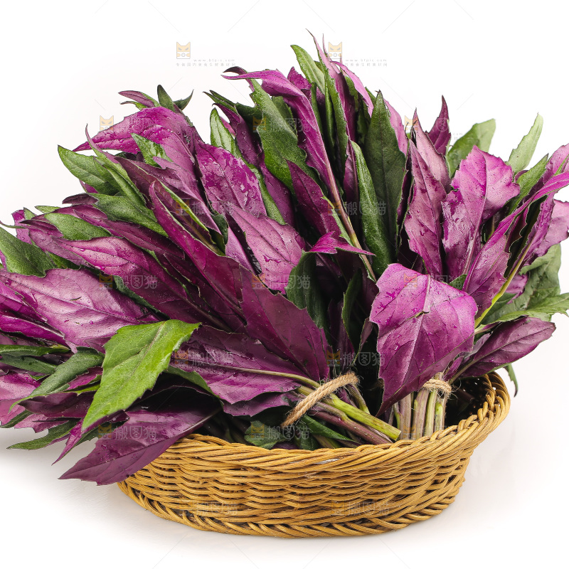 白底上的紫背天葵