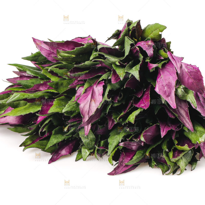 白底上的紫背天葵