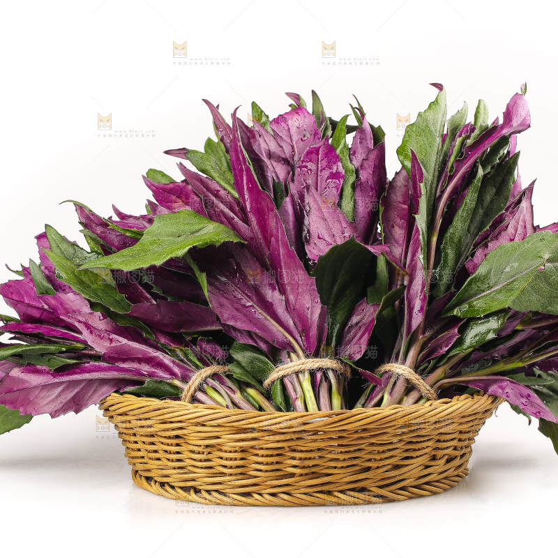 白底上的紫背天葵