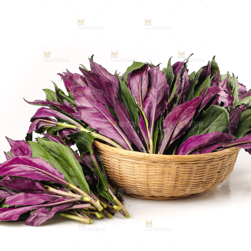 白底上的紫背天葵