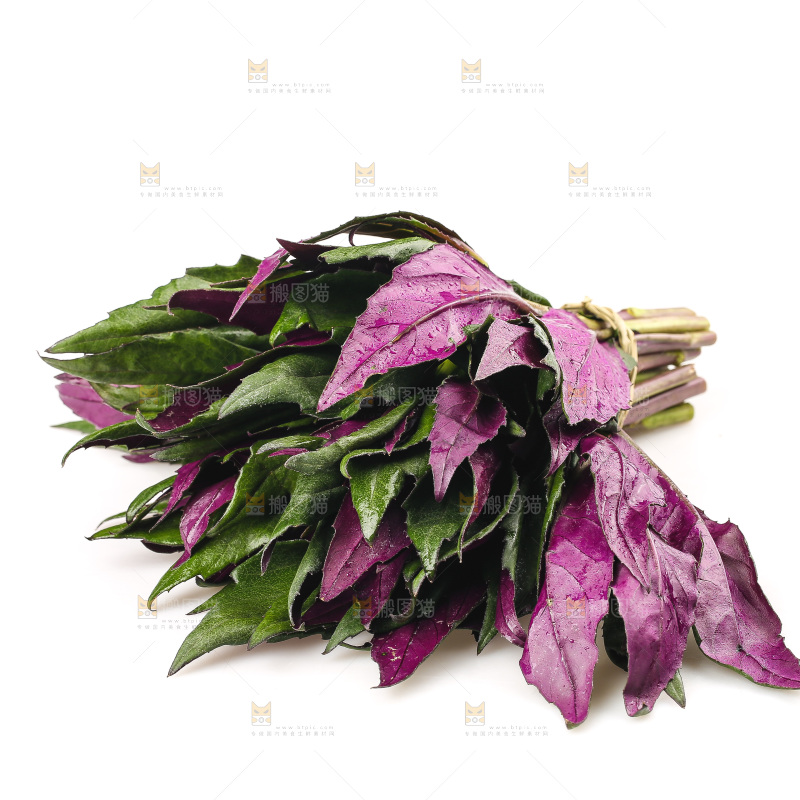 白底上的紫背天葵