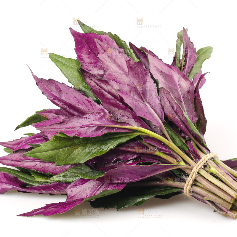 白底上的紫背天葵