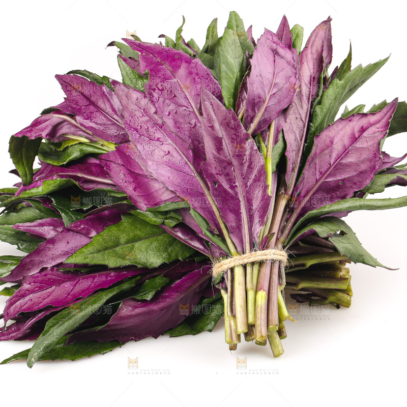 白底上的紫背天葵