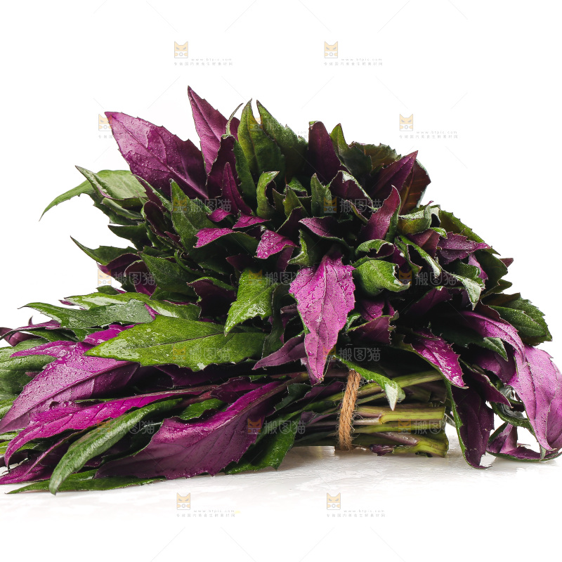 白底上的紫背天葵