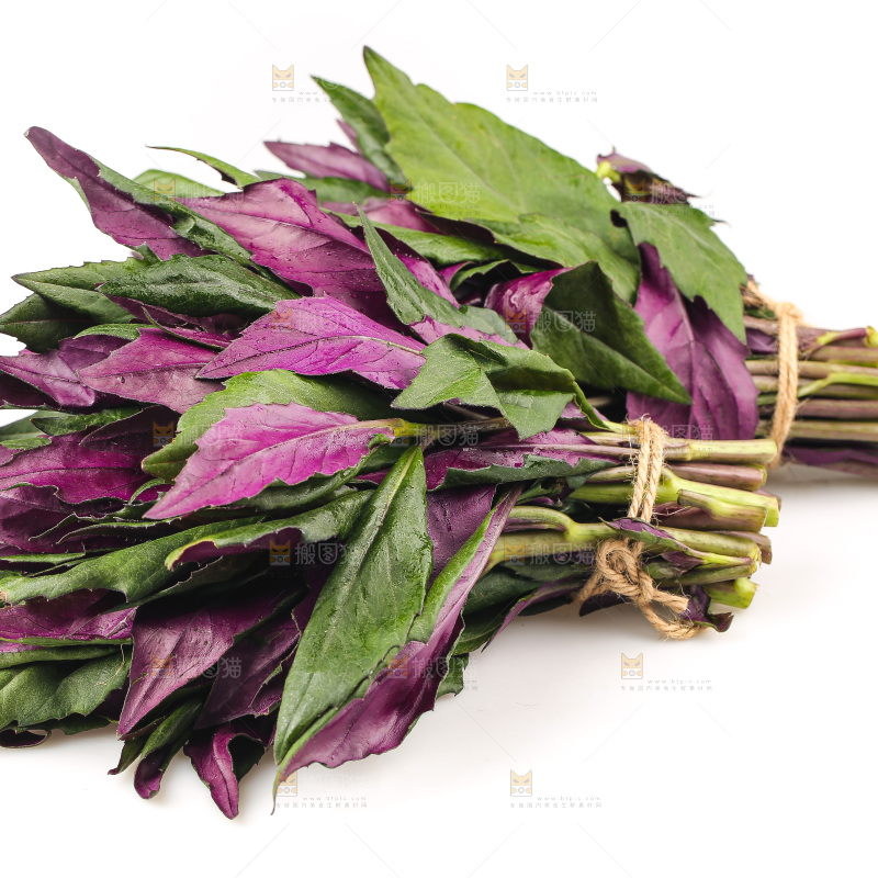 白底上的紫背天葵