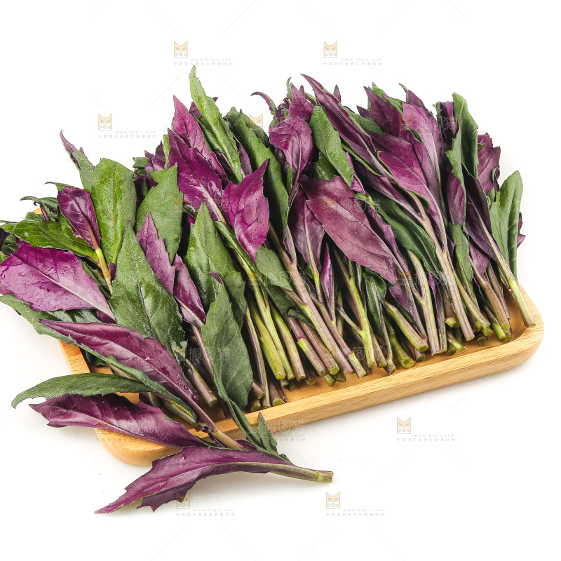 白底上的紫背天葵