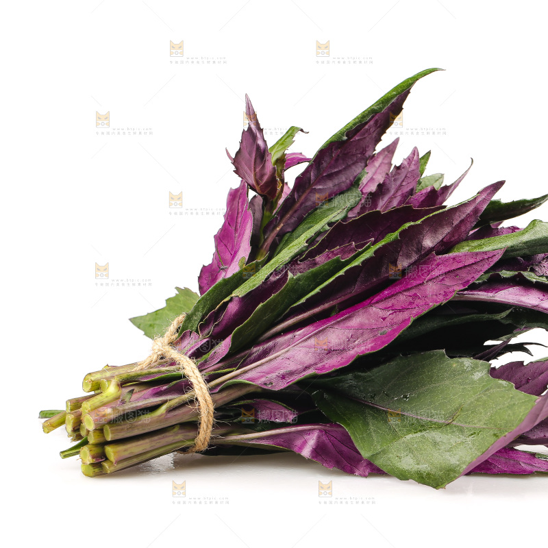 白底上的紫背天葵