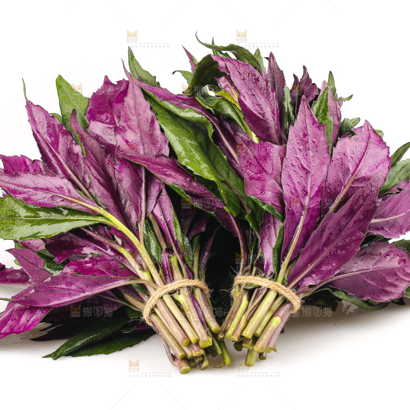 白底上的紫背天葵