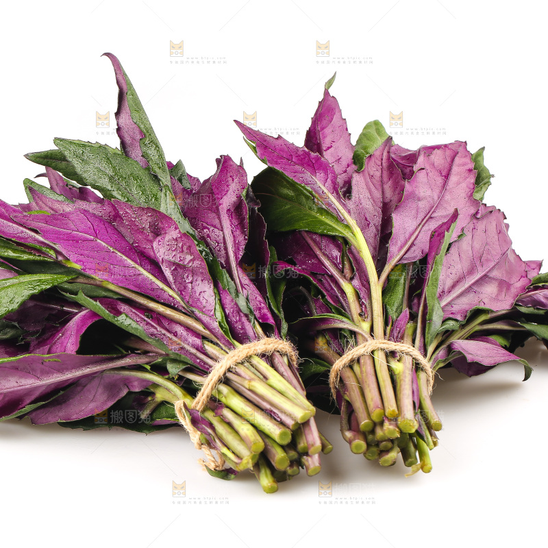 白底上的紫背天葵