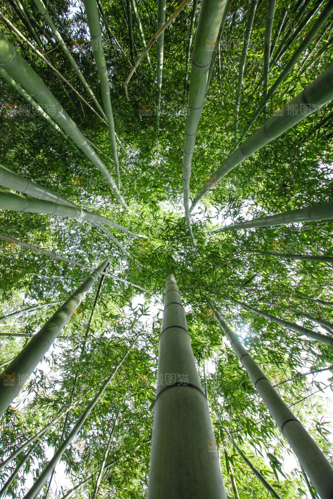 大片竹林