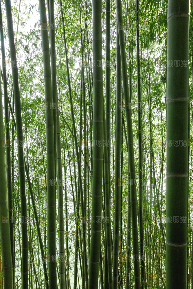 大片竹林