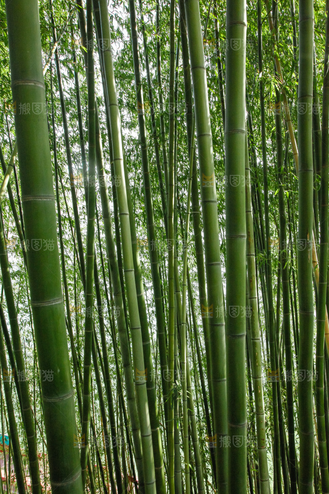 大片竹林