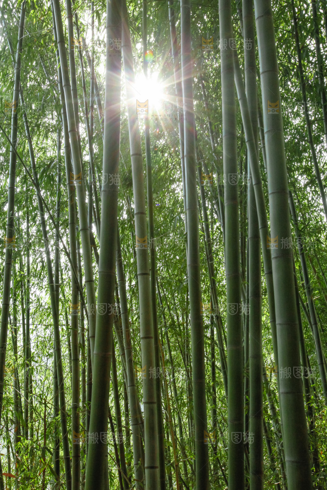 大片竹林